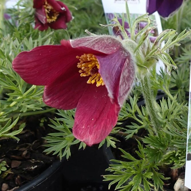 Opret Kobjælde (Pulsatilla Vulgaris Rote Glocke)