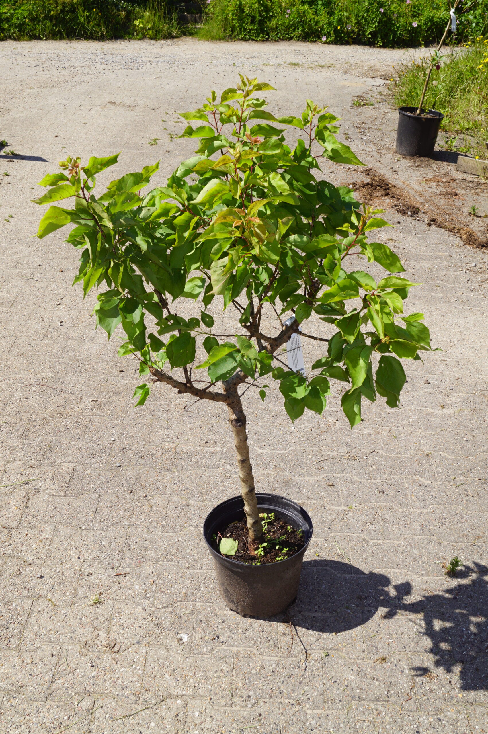 Abrikos Aprigold (Prunus armeniaca ‘Aprigold’)