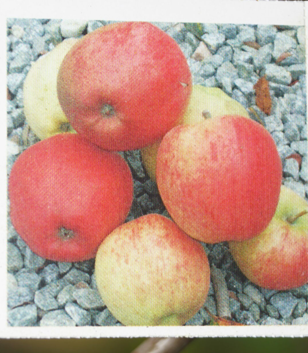 Æbletræ Ahrista (Malus domestica ‘Ahrista’)