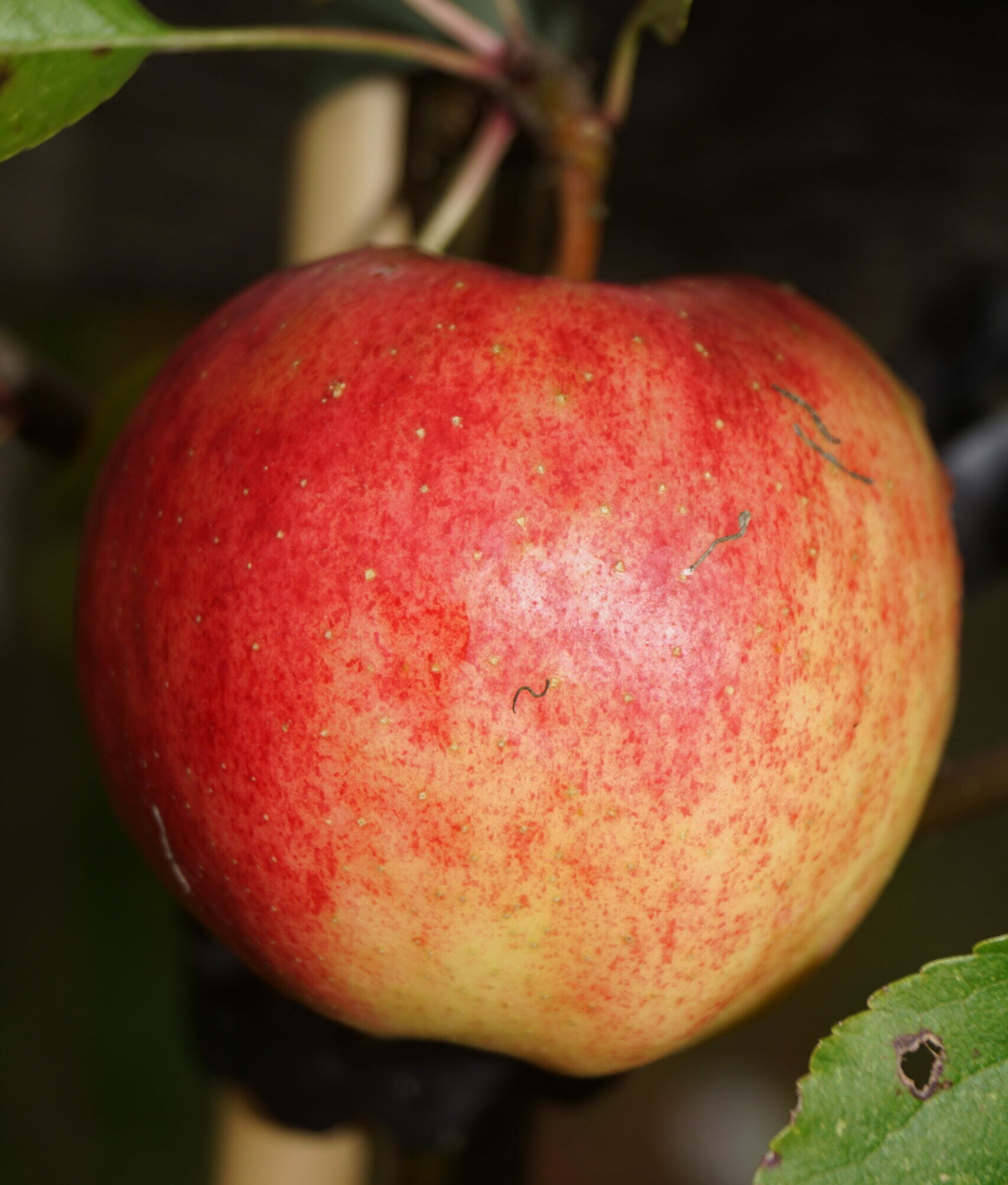Æbletræ Karneval (Malus domestica ‘Karneval’)