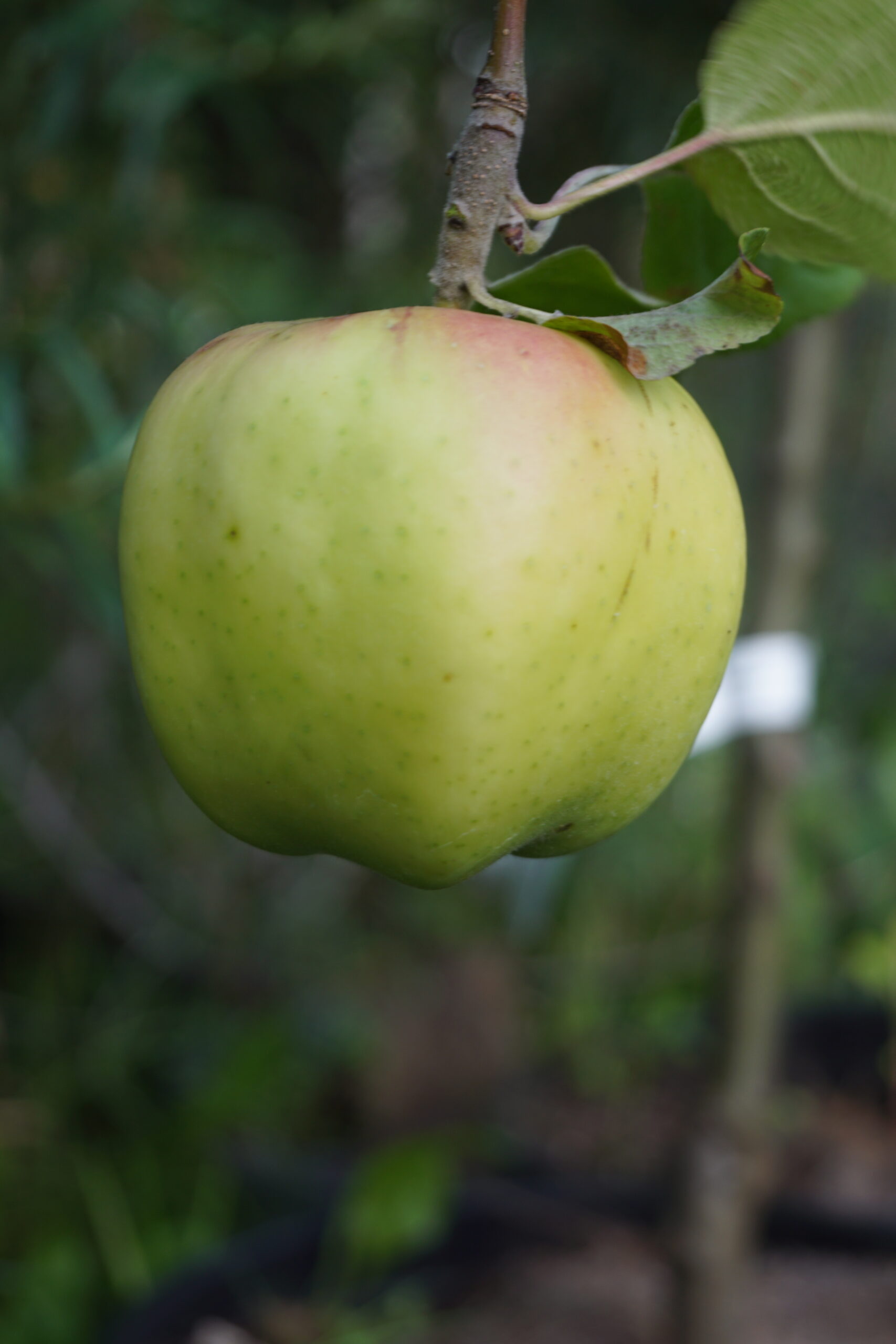 Æbletræ Signe Tillisch (Malus Domestica Signe Tillisch)