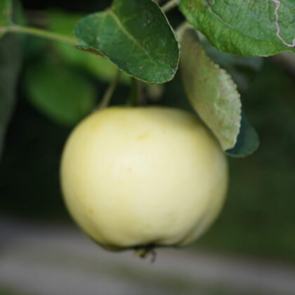 Æbletræ Transparente Blanche (Malus dom. Transparente Blanche)