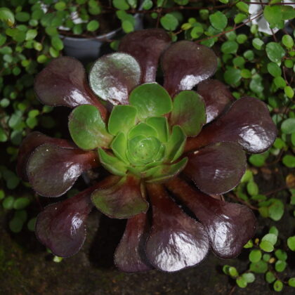 Aeonium Rød med grøn midte (Aeonium 'Destiny')