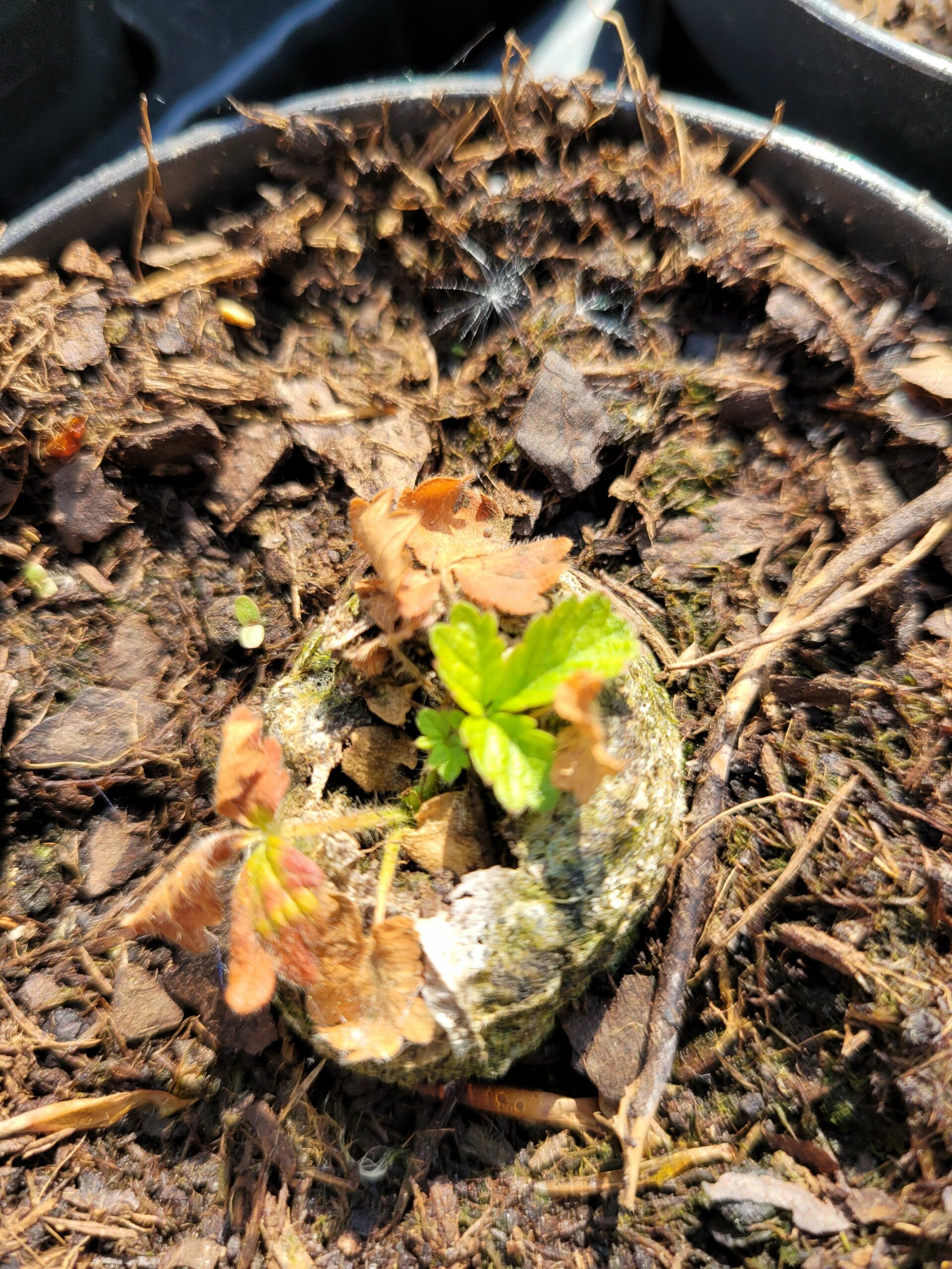Almindelig Agermåne (Agrimonia eupatoria)