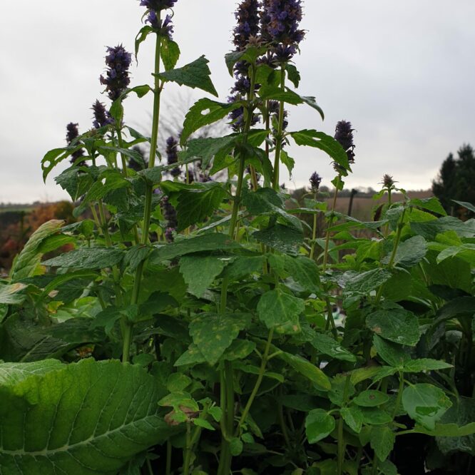 AnisIsop Blue Fortune (Agastache Foeniculum Blue Fortune)