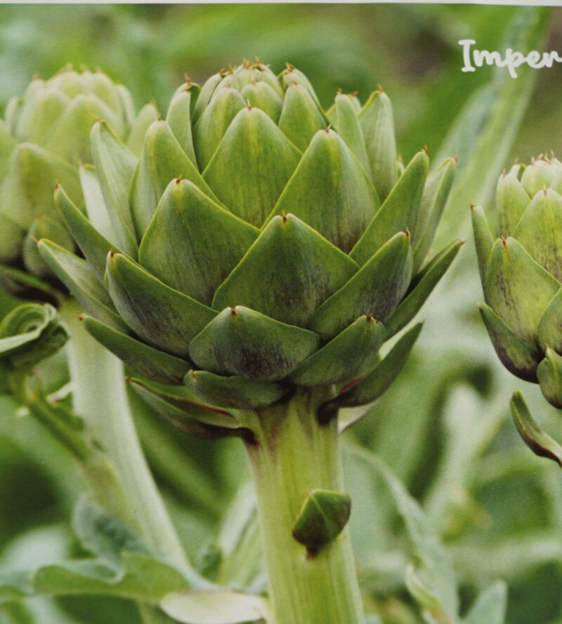 Artiskok (Cynara cardunculus 'Imperial Star')