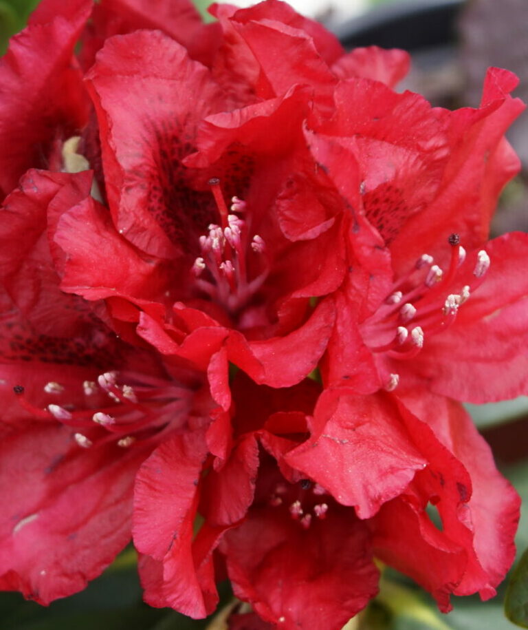 Azalea Nabucco (Rhododendron Nabucco)
