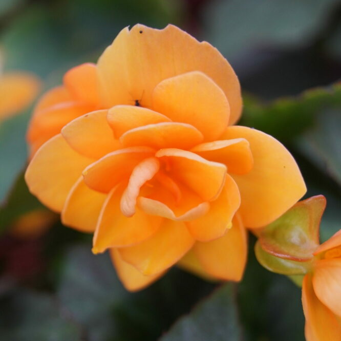 Begonia Beluga Orange