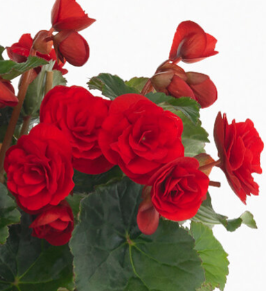 Begonia elatior Collection Carmen Red
