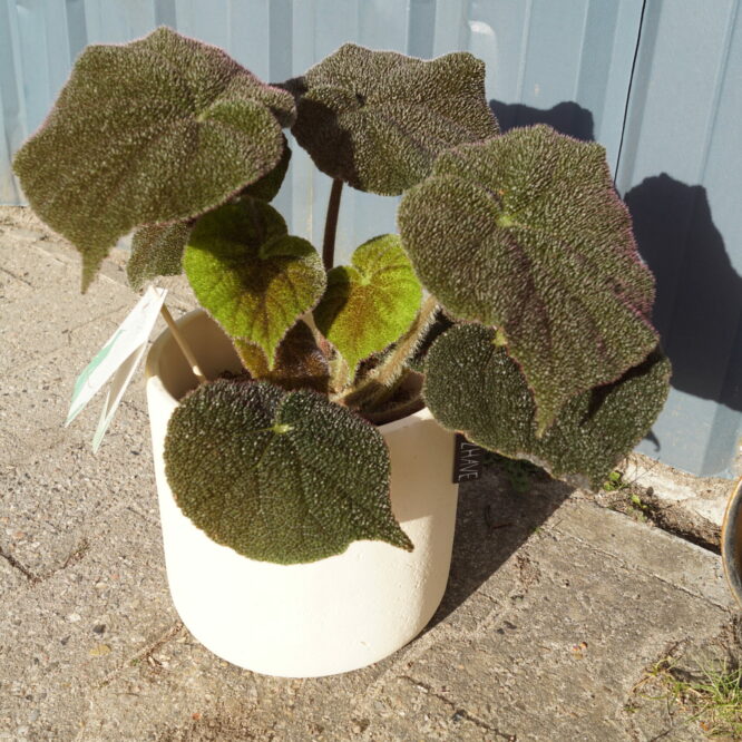 Begonia masoniana ‘River’