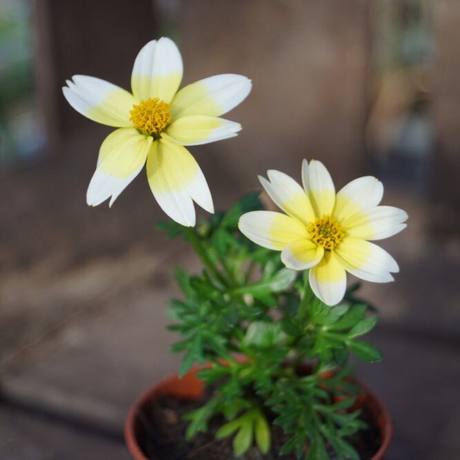 Bidens triplinervia ‘Campfire Electric White’