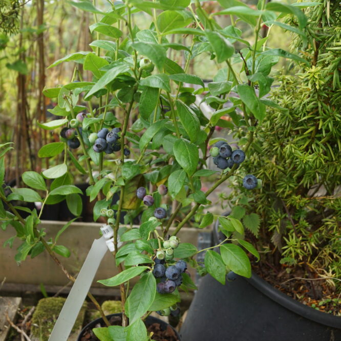 Blåbærbusk Duke Amerikansk (Vaccinium corymbosum Duke)