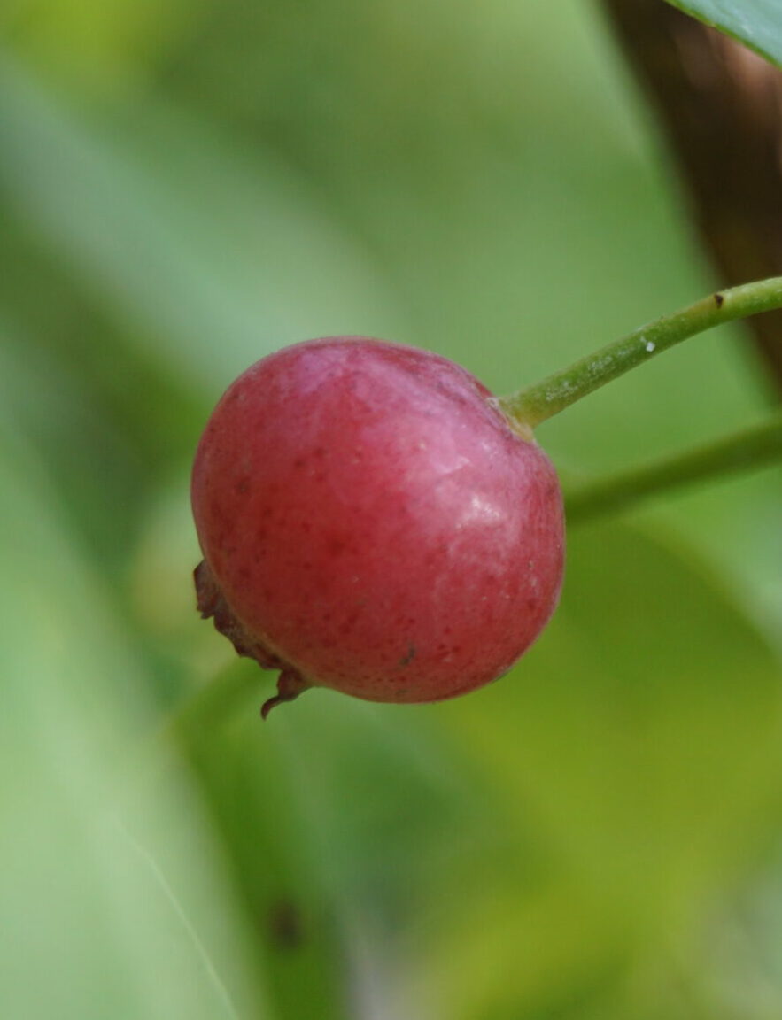 Blåbærbusk Pink Lemonade Amerikansk (Vaccinium Corybosum Pink Lemonade)