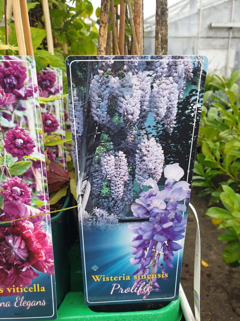 Blåregn (Wisteria Sinensis Prolific) - Image 2
