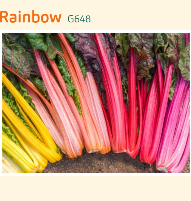 Bladbeder (Rainbow Chard) Økofrø fra bingenheimer. Mængde: frø til ca. 80 Planter