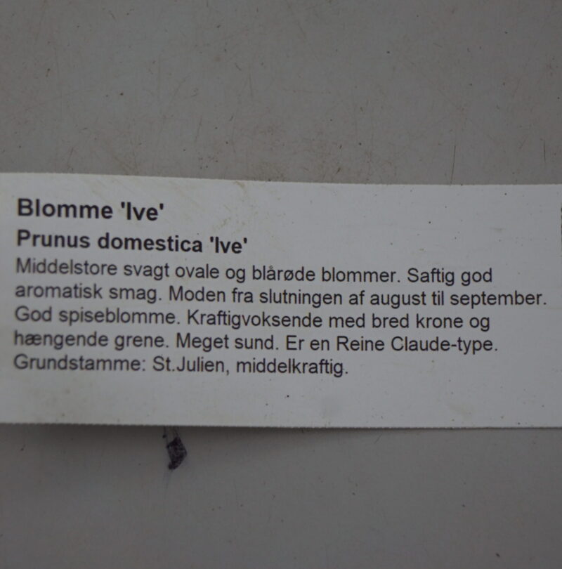 Blommetræ Ive (Prunus Domestica 'Ive') - Image 2