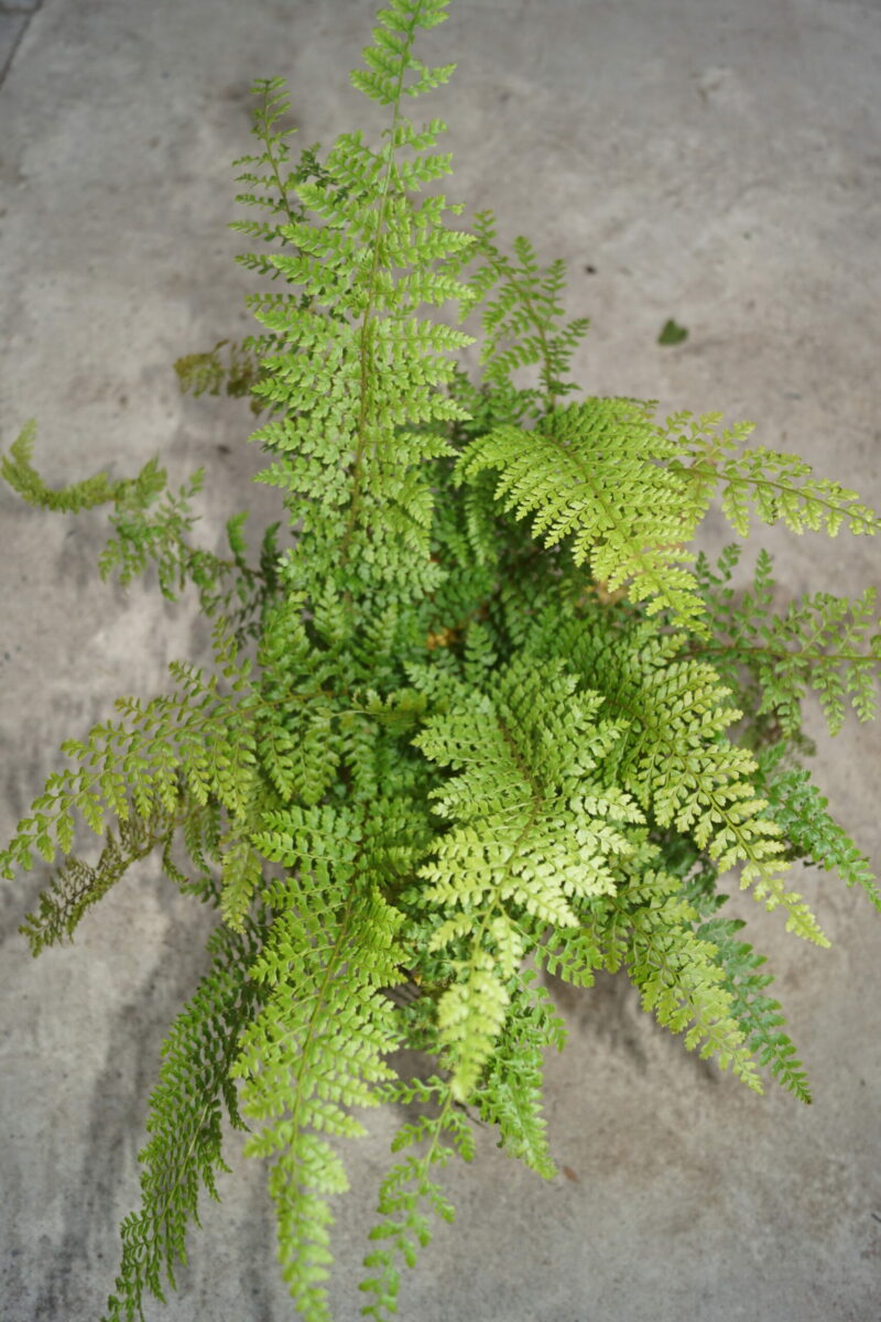 Bregne Mosbregne (Polystichum setiferum Herrenhausen)