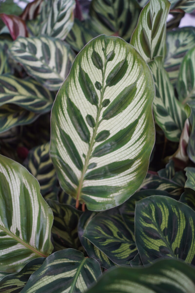 Calathea "Medaillon" (Fiskebens plante) - Image 2