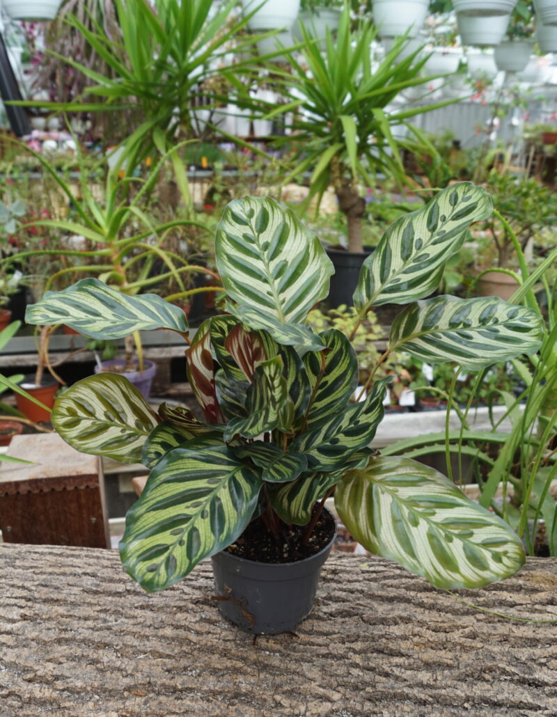 Calathea "Medaillon" (Fiskebens plante)