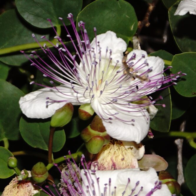 Capparis Spinosa (Kapers)