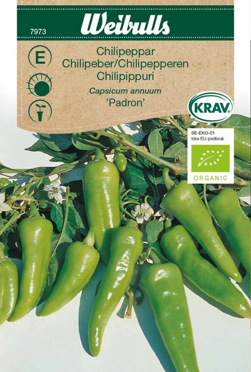 Chilipeber Padron (Capsicum annuum 'Padron')