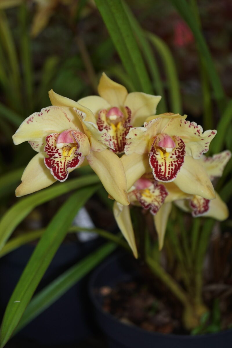 Cymbidium Supreme Orkidé Gylden med Rød
