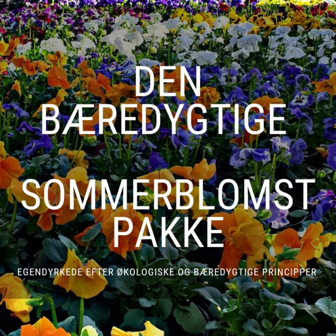 Den Bæredygtige Sommerblomst Pakke