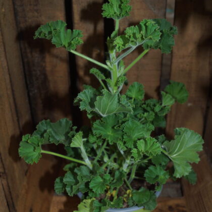 Duft Pelargonie Cola (Pelargonium torento 'Cola-Lemon')