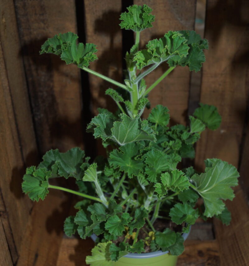 Duft Pelargonie Cola (Pelargonium torento 'Cola-Lemon')