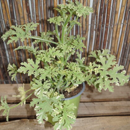 Duft Pelargonie Peppermint (Pelargonium grandeur odorata 'Peppermint')
