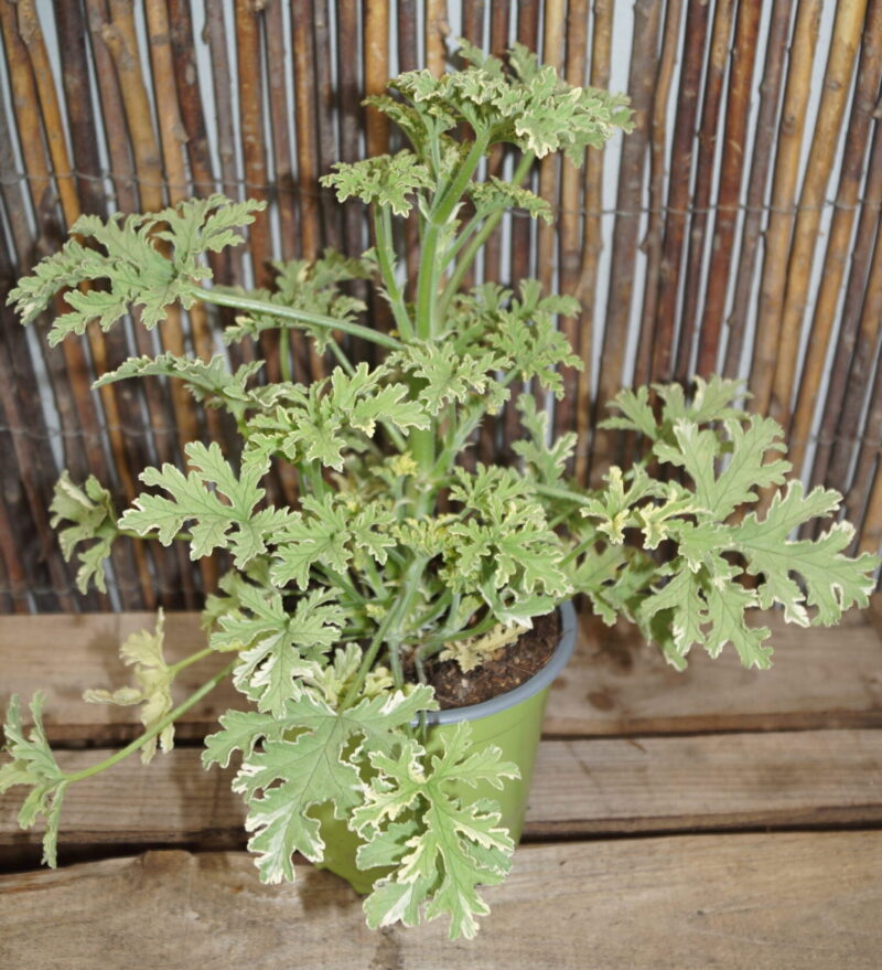 Duft Pelargonie Peppermint (Pelargonium grandeur odorata 'Peppermint')