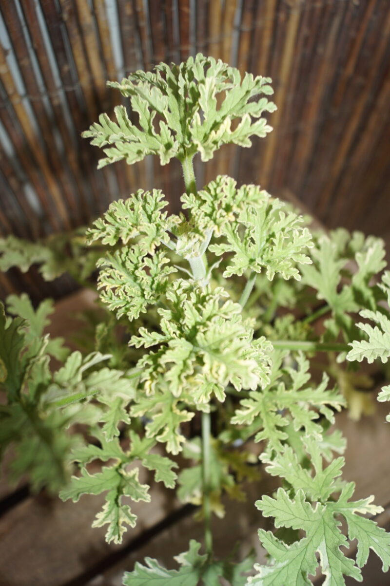 Duft Pelargonie Peppermint (Pelargonium grandeur odorata 'Peppermint') - Image 3