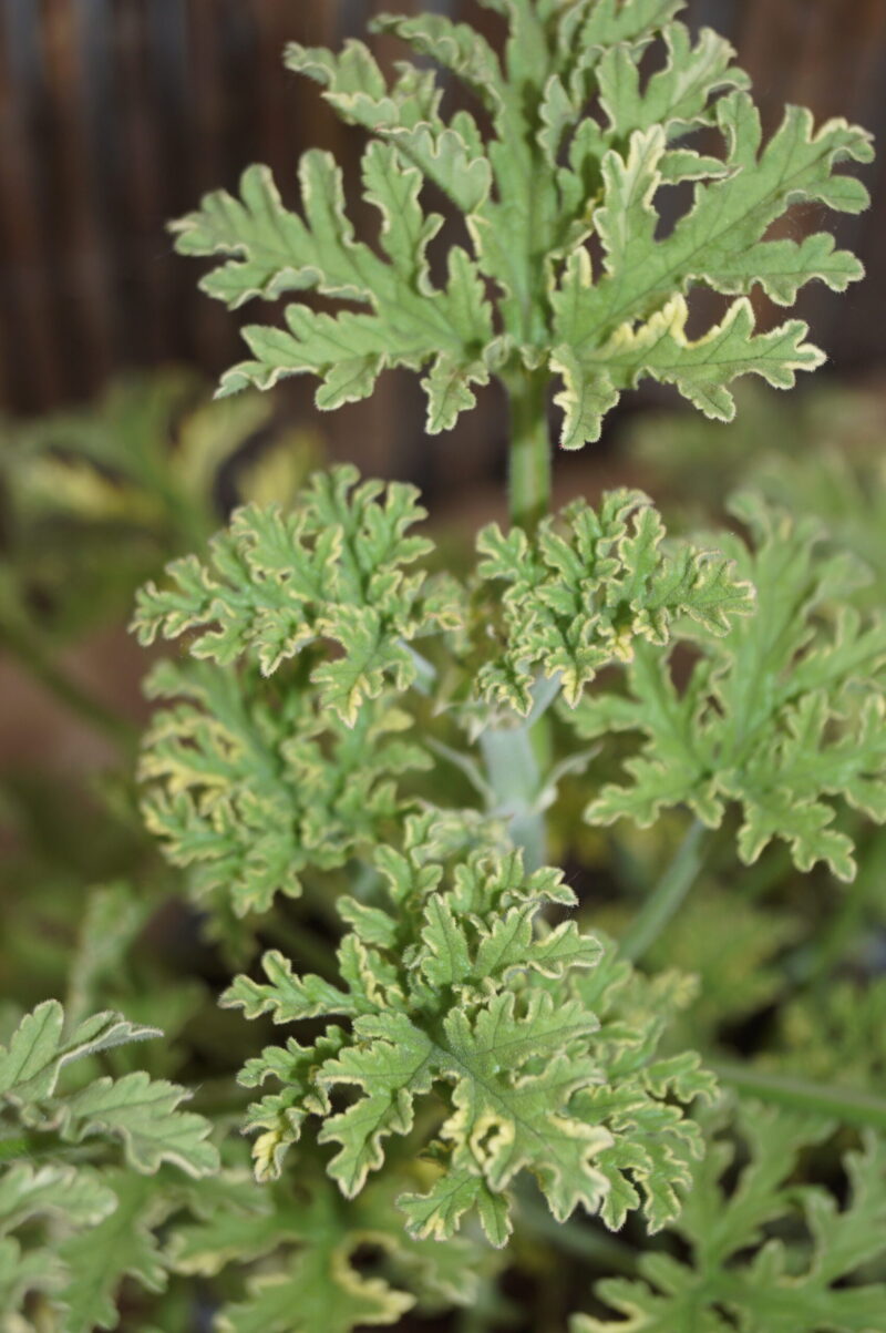 Duft Pelargonie Peppermint (Pelargonium grandeur odorata 'Peppermint') - Image 2