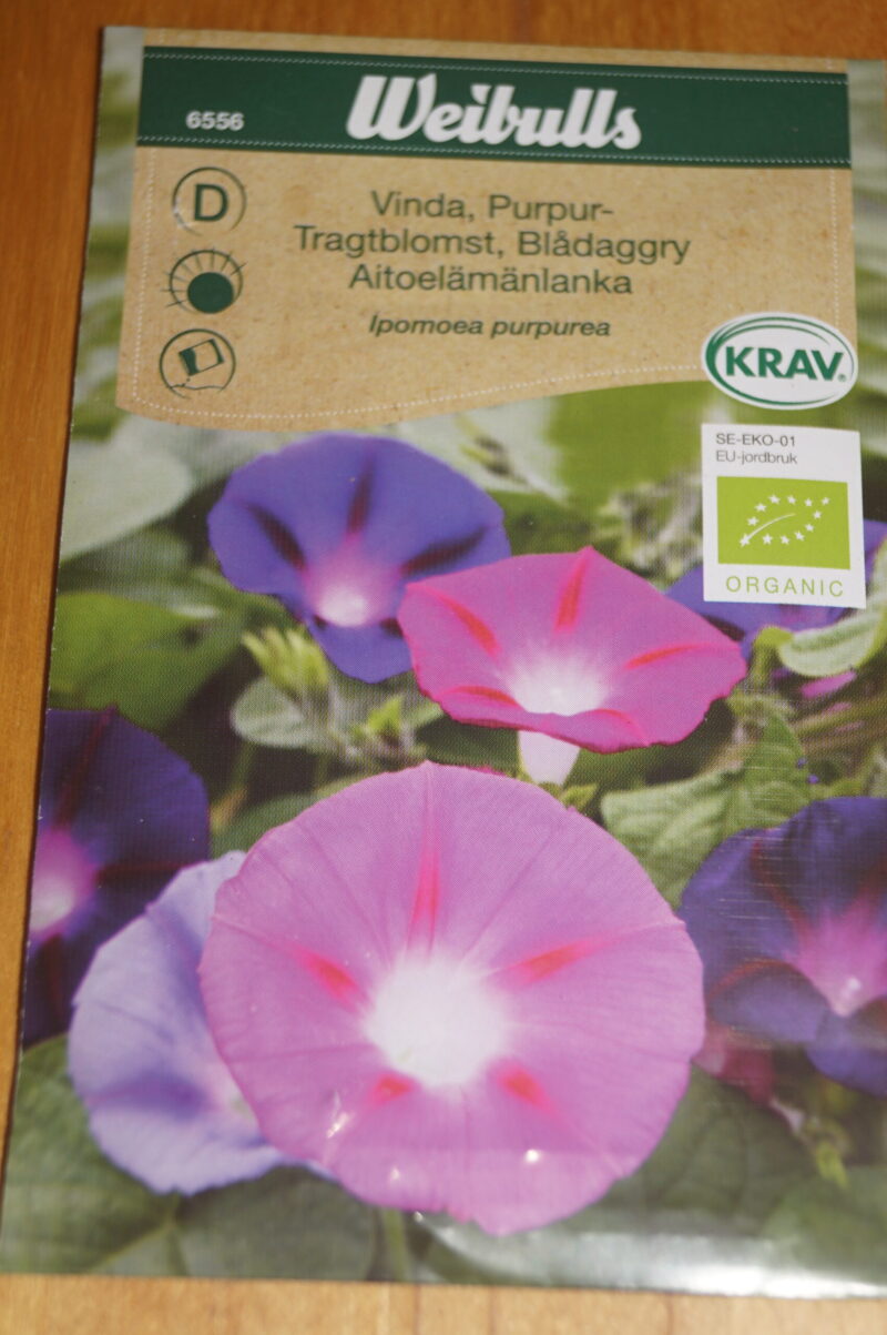 Tragtblomst (Ipomoea purpurea)