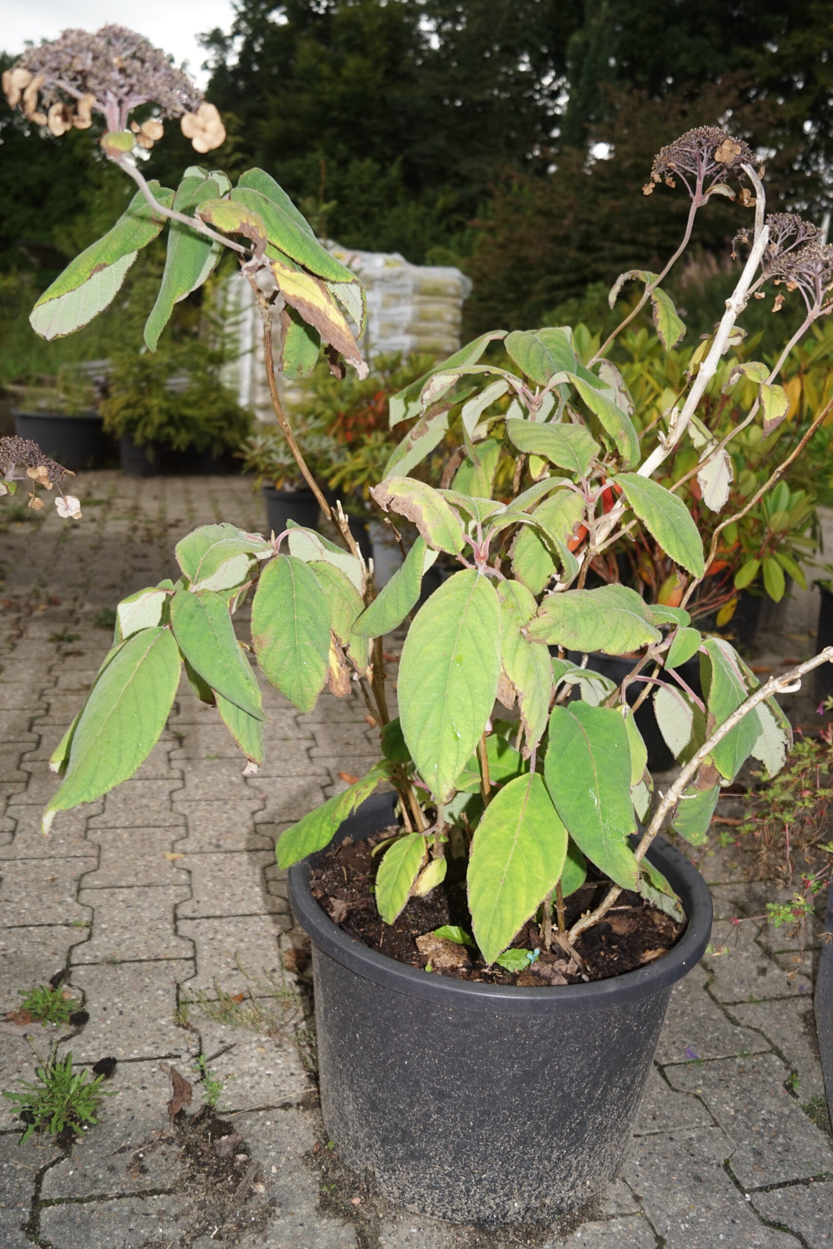 Fløjlshortensia (Hydrangea aspera ‘Macrophylla’)
