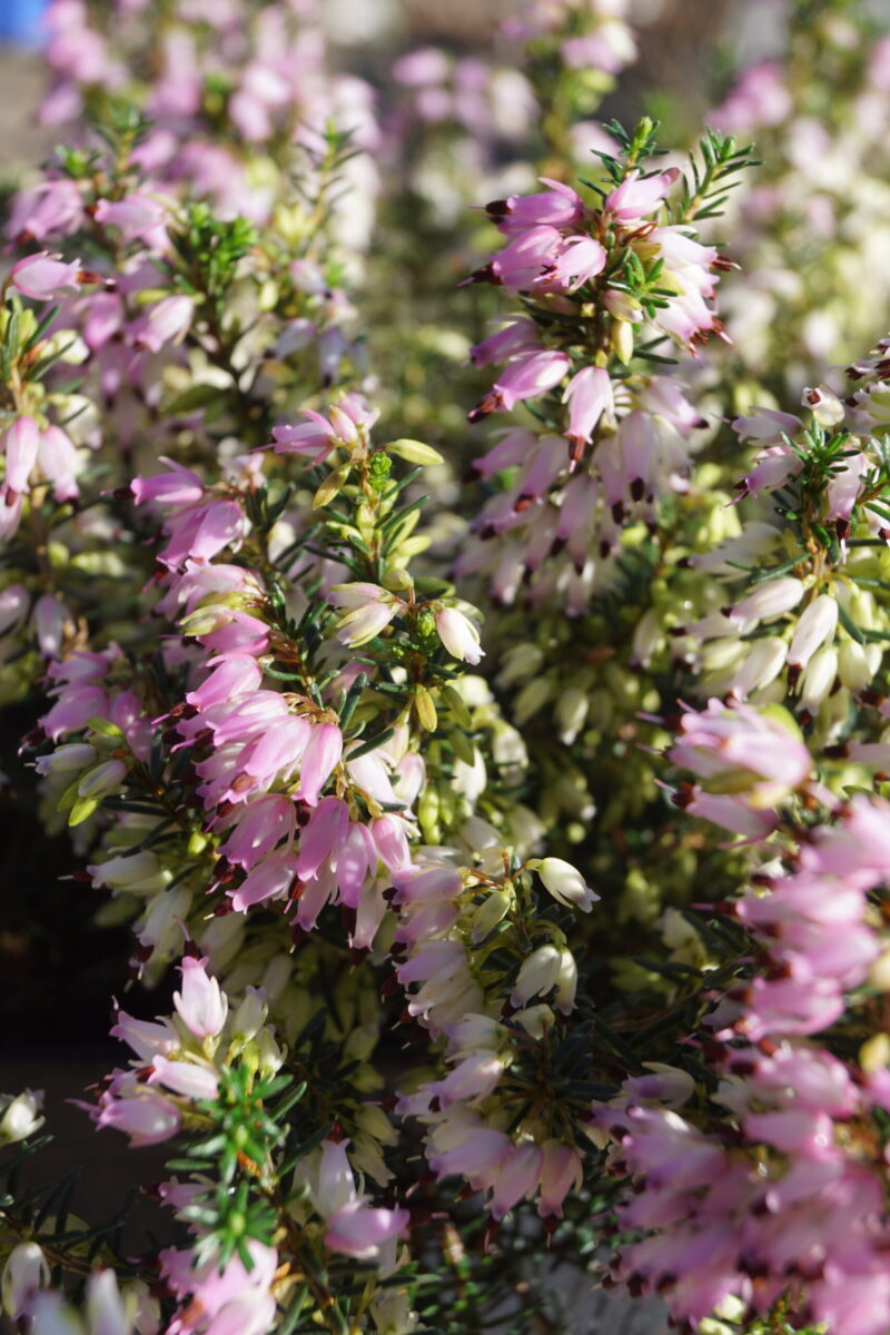 Forårslyng Rosalie (Erica Carnea Rosalie)