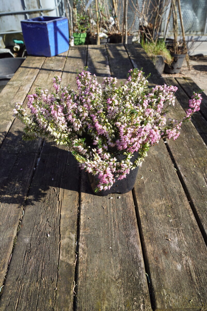 Forårslyng Rosalie (Erica Carnea Rosalie) - Image 3