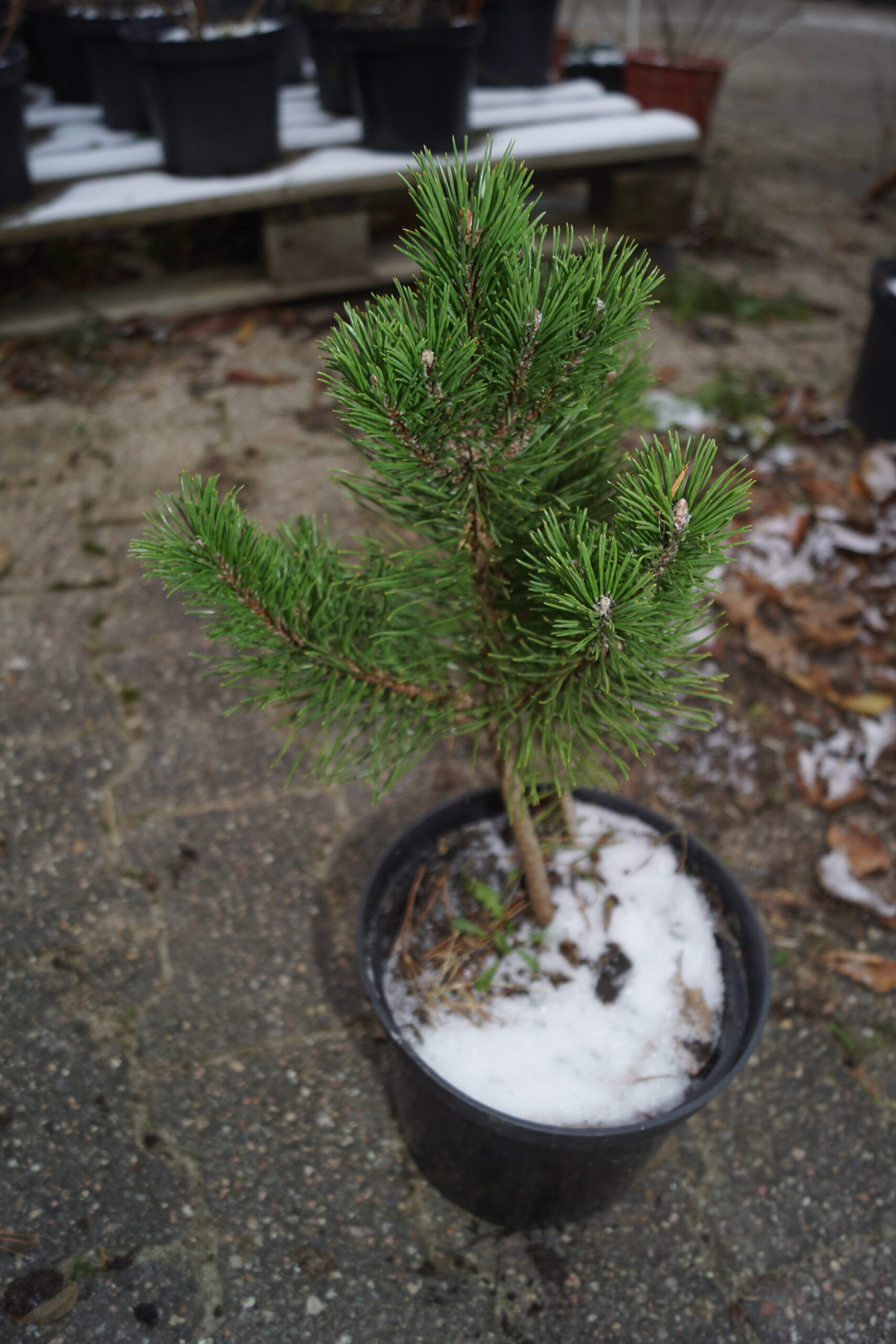 Fransk Bjergfyr (Pinus mugo Uncinata)