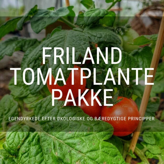 Friland Tomatplante Pakke