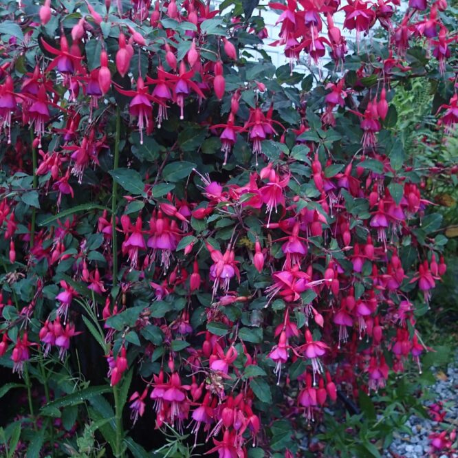 Fuchsia Beacon (Vinterhårdfør på beskyttet plads)