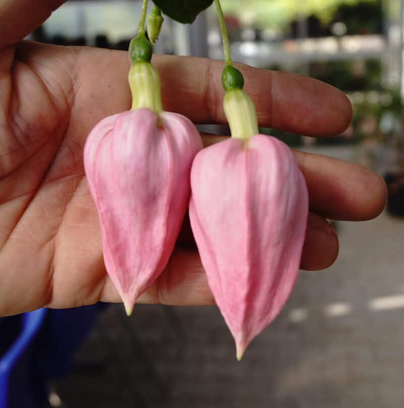 Fuchsia Bella Rosella - Image 2