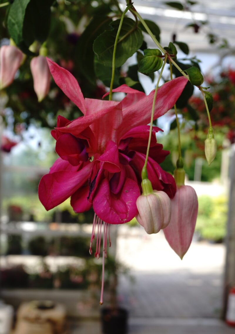 Fuchsia Bella Rosella