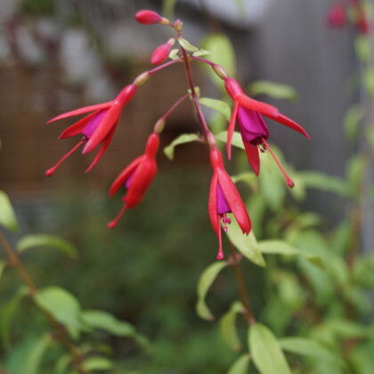Fuchsia Benisser Hardy (Vinterhårdfør)