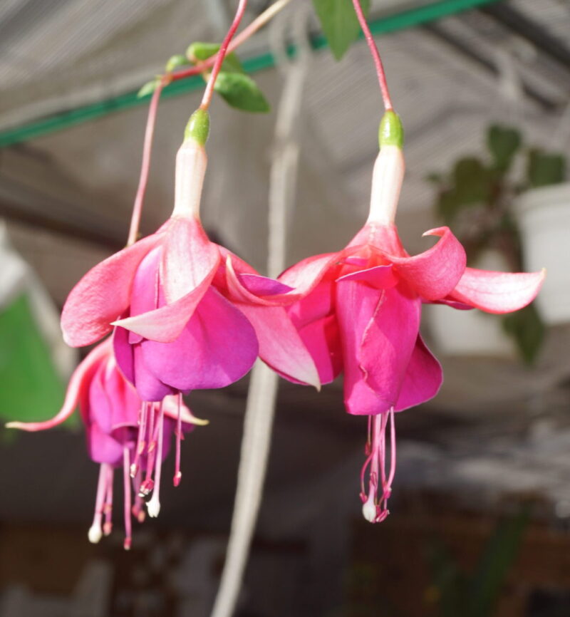 Fuchsia Berba's Fleur - Image 2