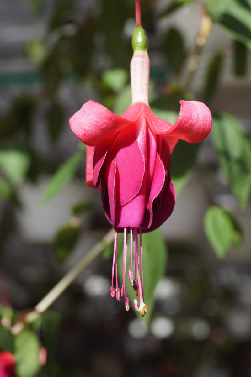Fuchsia Berba's Fleur - Image 3