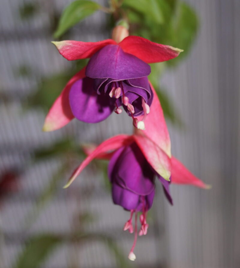 Fuchsia Berba's Fleur - Image 4