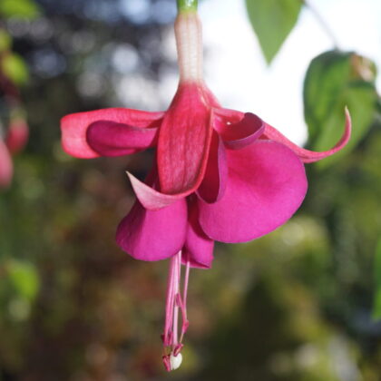 Fuchsia Berba's Fleur