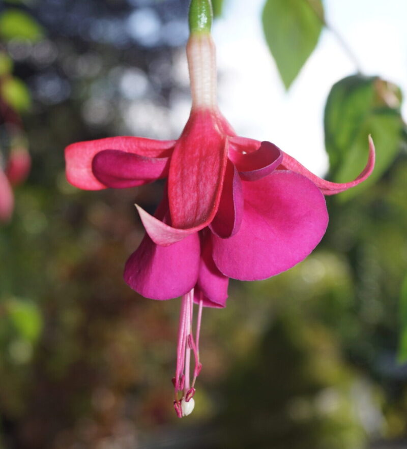 Fuchsia Berba's Fleur