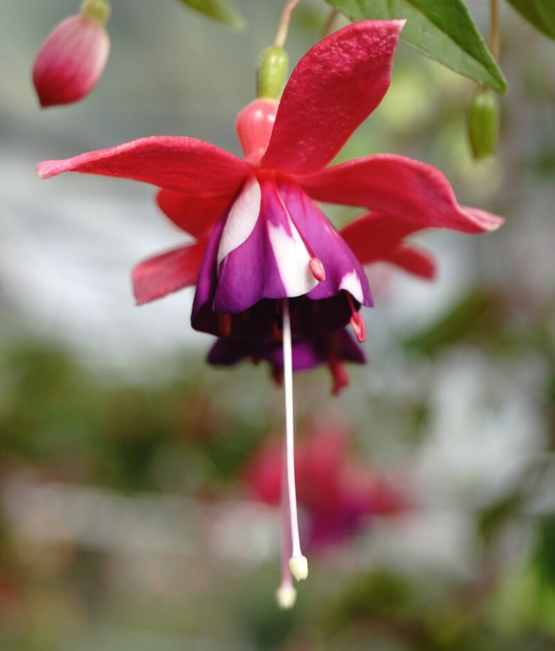 Fuchsia x Prøv lykken (Pris er for 5-10 stk. pakning) - Image 10