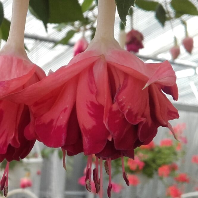 Fuchsia Bicentennial